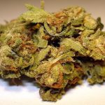 Acapulco Gold