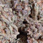 Amnesia Haze