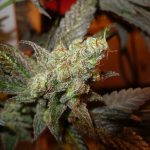 Cannalope Haze