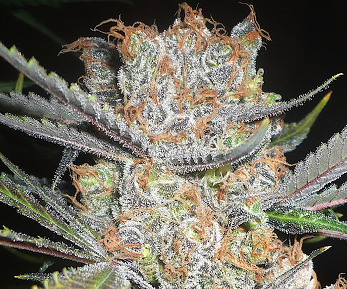 Critical Mass