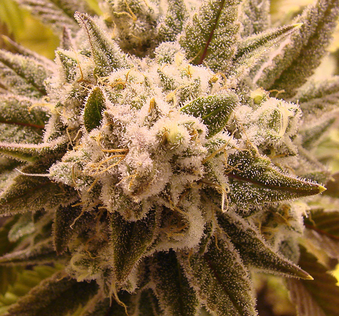 Gorilla Glue #4