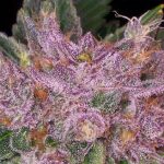 Grape Krush