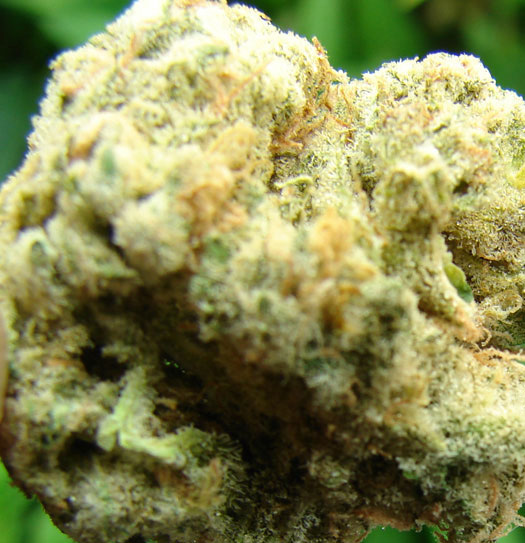Grape Stomper