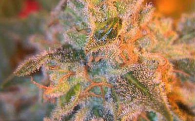 Grapefruit