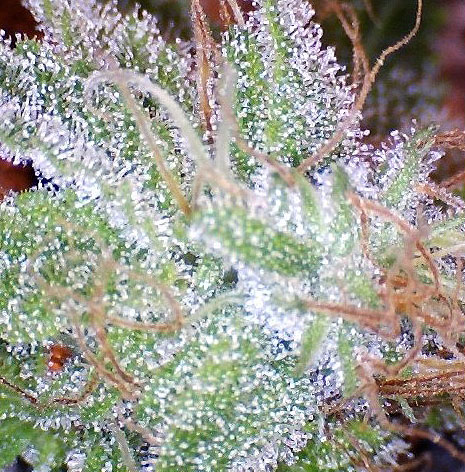 Ice