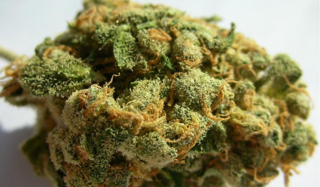 Jack Herer