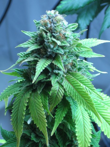 Kandy Kush