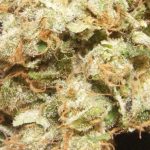 Lemon Kush