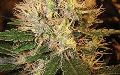 Martian Mean Green