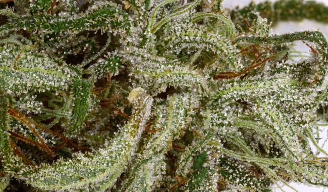 Northern Lights