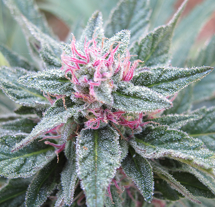 Purple Diesel