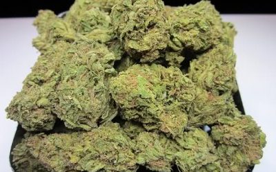 Strawberry Kush
