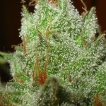 Super Lemon Haze