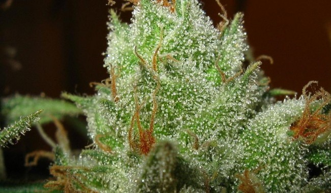 Super Lemon Haze