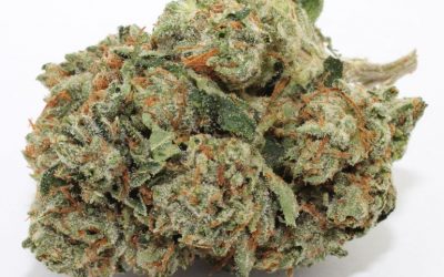 Tahoe OG