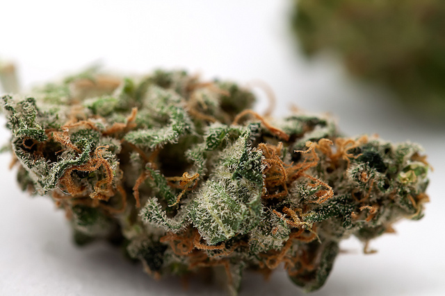 Utopia Haze